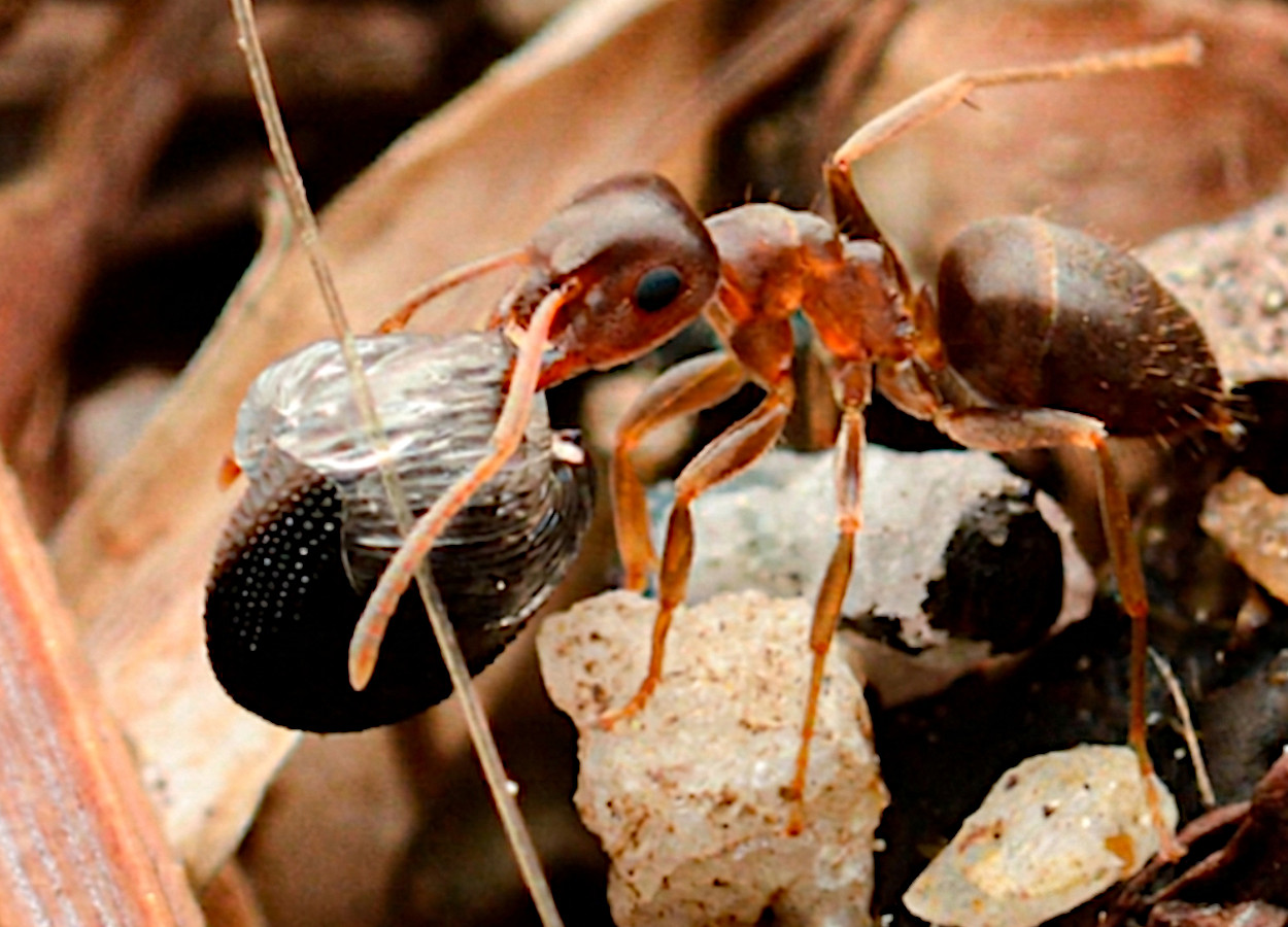 Foto:&nbsp;Seongwon Yun -&nbsp;DOI doi.org/10.3390/insects17070677