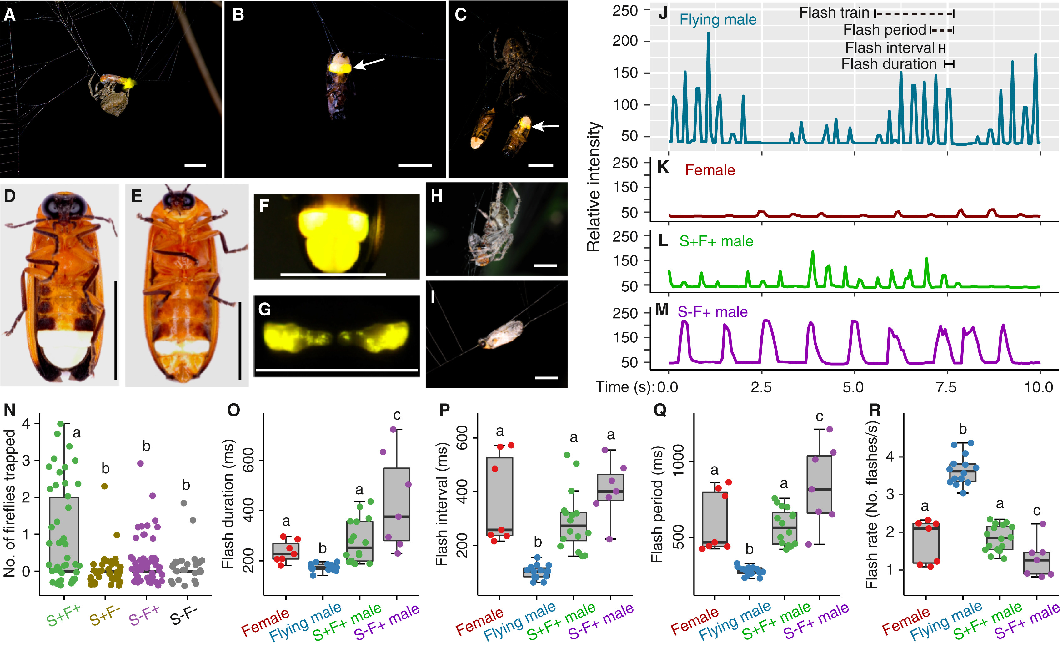 <b>(A)</b> Aranha envolvendo vagalume macho, exibindo flashes visíveis de suas lanternas. <b>(B)</b> Vagalume macho enredado em uma teia sem aranha, exibindo luminescência em uma de suas duas lanternas (indicada por uma seta). <b>(C)</b> Aranha com dois vagalumes machos enredados, um dos quais tem uma lanterna luminescente (indicada pela seta). <b>(D)</b> Vista ventral de um vagalume macho mostrando as duas lanternas em seu abdômen. <b>(E)</b> Vista ventral de uma vagalume fêmea apresentando uma única lanterna luminescente em seu abdômen. <b>(F)</b> Vagalume macho livre com ambas as lanternas luminescentes. <b>(G)</b> Vagalume fêmea com sua única lanterna luminescente. <b>(H) </b>Aranha se alimentando de um vaga-lume macho envolto com suas lanternas escurecidas usando tinta. <b>(I) </b>Vagalume macho envolto com suas lanternas escurecidas. Barras: 5 mm (A–I). <b>(J)</b> Vagalume macho livre (quatro sequências de flashes, cada uma consistindo de flashes multipulsados). <b>(K) </b>Vagalume fêmea (flashes de pulso único). <b>(L)</b> Vagalume macho preso em uma teia com uma aranha (flashes de pulso único). <b>(M)</b> Vagalume macho preso sozinho em uma teia (flashes de pulso único). A duração do flash para trens de flashes de múltiplos pulsos de vagalumes machos livres é o tempo decorrido do início do pulso até o fim do pulso. O intervalo entre flashes é o tempo decorrido do fim de um pulso até o início do próximo pulso. O período do flash é a soma da duração do flash e do intervalo entre flashes. A taxa de flash é o número de flashes por segundo. <b>(N)</b> Comparação do número de vagalumes machos presos em teias de aranhas em diferentes tratamentos por meio de comparações múltiplas post-hoc. S+F+ (N = 43): vagalume em uma teia com uma aranha (flashes visíveis). S+F– (N = 37): vagalume em uma teia com uma aranha (lanternas abdominais ventrais apagadas). S–F+ (N = 52): vagalume sozinho em uma teia, flashes visíveis. S–F– (N = 29): nem uma aranha nem um vagalume presentes em uma teia. Diferenças significativas são denotadas por diferentes letras minúsculas (P &lt; 0,05). <b>(O–R)</b> Características do sinal bioluminescente de vaga-lumes comparadas, com ANOVAs unidirecionais conduzidas para fêmeas (N = 7), machos livres (N = 14), machos enredados em uma teia com uma aranha (machos S+F+: N = 16) e machos enredados sozinhos em uma teia (machos S–F+: N = 7). <b>(O)</b> Duração do flash (F3,40 = 16,03, P &lt; 0,0001). <b>(P)</b> Intervalo do flash (F3,40 = 32,81 P &lt; 0,0001). <b>(Q)</b> Período do flash (F3,40 = 41,29, P &lt; 0,0001). <b>(R)</b> Taxa de flash (F3,40 = 43,11, P &lt; 0,0001). Comparações múltiplas pareadas post-hoc HSD: machos S+F+ não significativamente diferentes das fêmeas; para todas as características de flash, exceto intervalo de flash, machos S–F+ significativamente diferentes das fêmeas e machos S+F+. Letras minúsculas diferentes indicam as diferenças de significância (P &lt; 0,05) nos dados. Os boxplots (N–R) mostram a mediana (linha central), primeiro e terceiro quartis (caixa) e valores mínimo e máximo (bigodes)