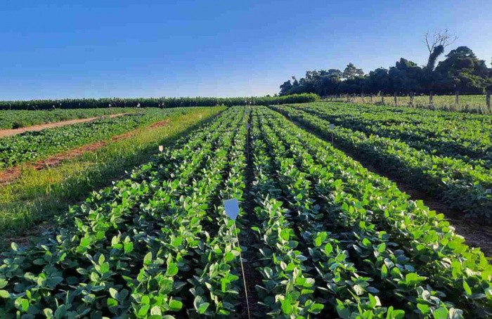 Pesquisa aponta a estruvita como alternativa nacional para fertilizantes fosfatados