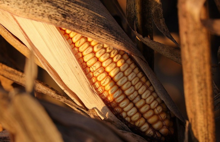 Concurso de Produtividade do Milho está com inscrições abertas