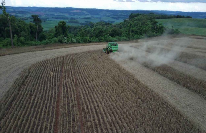 Soybean harvest evolves in Rio Grande do Sul
