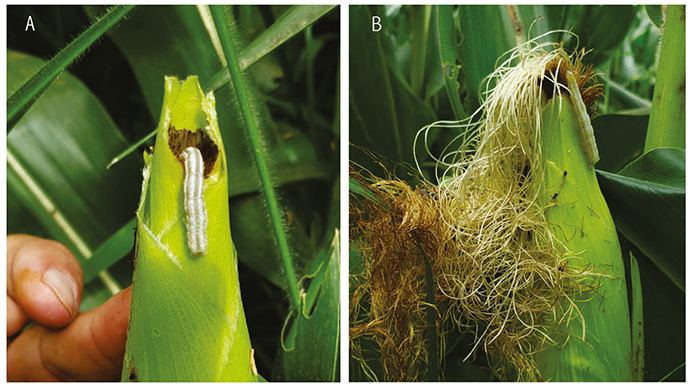 Figura 2 - Lagarta falsa-medideira se alimentando do “cabelo da espiga de milho”