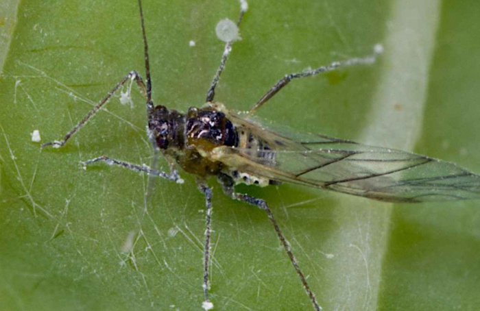 Estudo sugere limites dos bioinseticidas no controle de pulgões
