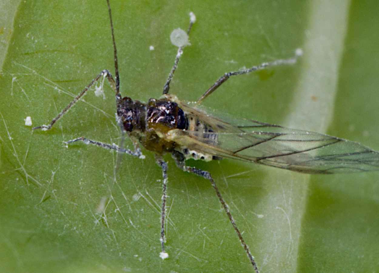 Estudo sugere limites dos bioinseticidas no controle de pulgões