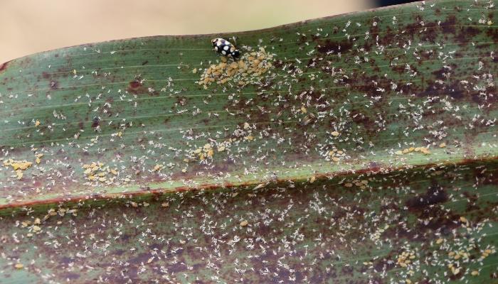 Pesquisadores alertam sobre ataque de pulgão-da-cana-de-açúcar em lavouras de sorgo