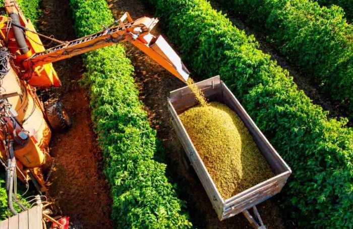 Colheita de café arábica chega a 40% na área da Expocacer