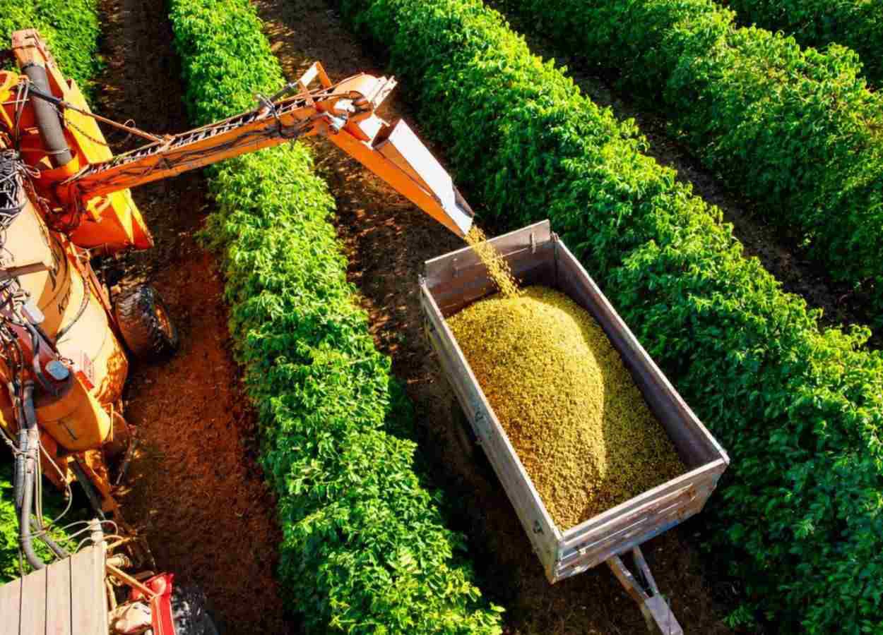 Colheita de café arábica chega a 40% na área da Expocacer