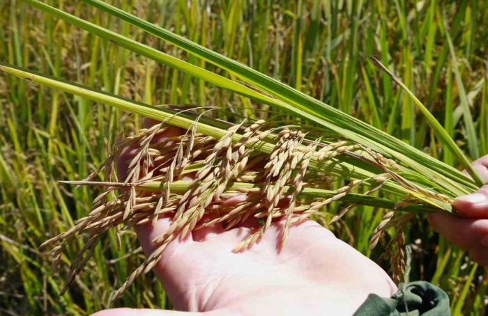 Cadeia do arroz deve manter cenário adverso ao longo de 2026