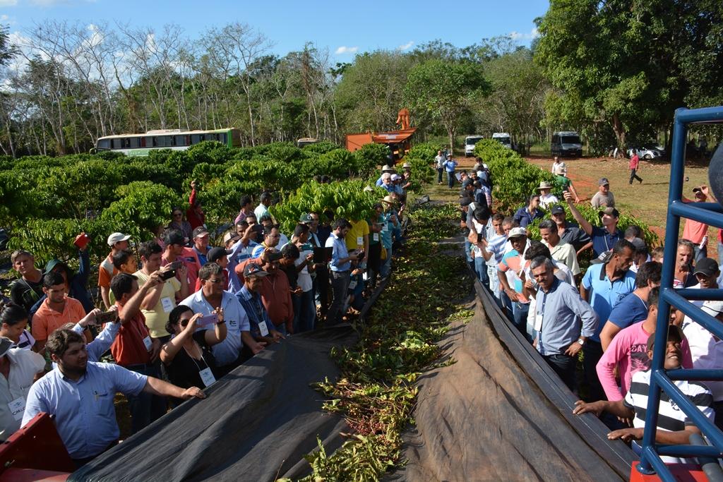 ​Para cafeicultores de Rondônia, colheita semimecanizada é solução para safras futuras