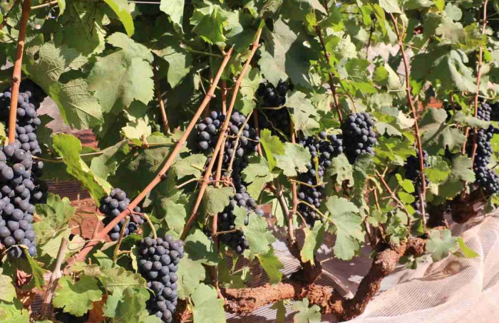 Pesquisa valida novas uvas para manejo de dupla poda