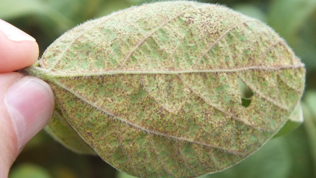 Bayer e Embrapa iniciam estudo sobre resistência de fungos e fungicidas no cultivo da soja