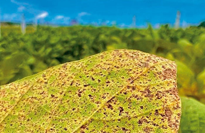 Ministério da Agricultura define datas do vazio sanitário da soja