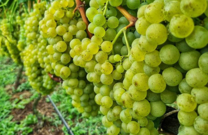 Epagri aprova uvas para produção de vinhos finos mais sustentáveis em Santa Catarina