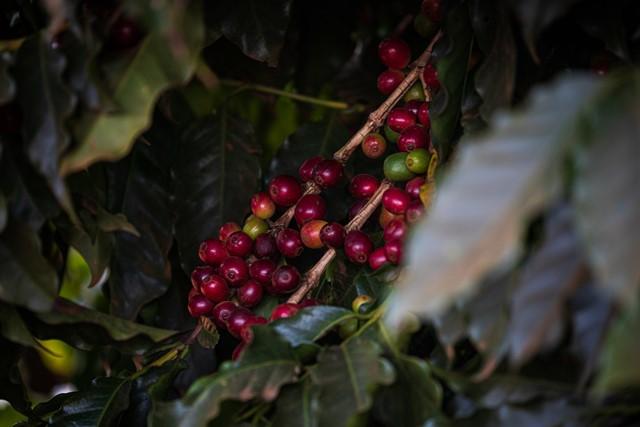 Preços domésticos do café arábica avançaram em novembro