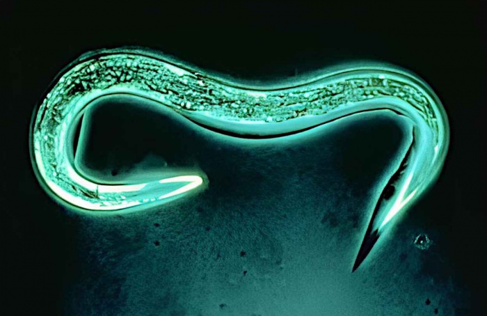 Steinernema feltiae mostra eficácia no controle biológico do ácaro-rajado