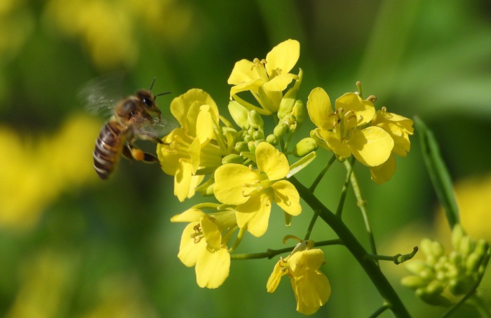 Canola geneticamente modificada pode perder genes ao escapar para a natureza