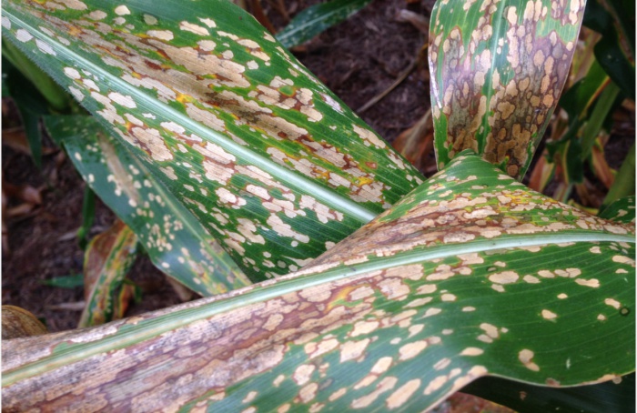 Fungicides in corn: control for spots and rusts - 2023 harvest