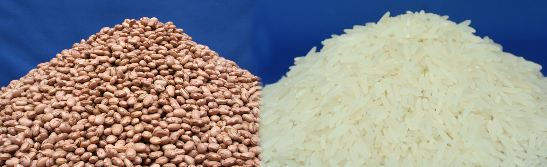 Pesquisa em arroz e feijão na Embrapa apresenta resultados positivos e lançamentos