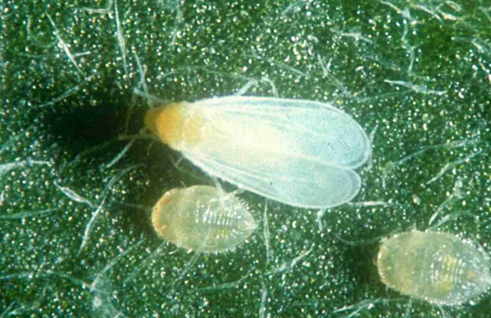 Simbiontes bacterianos sustentam moscas-brancas