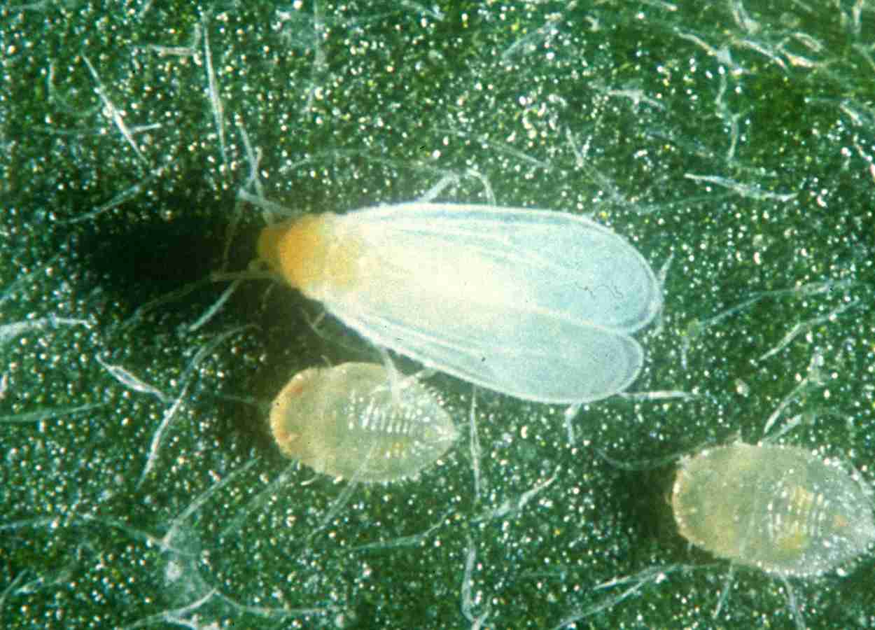 Simbiontes bacterianos sustentam moscas-brancas