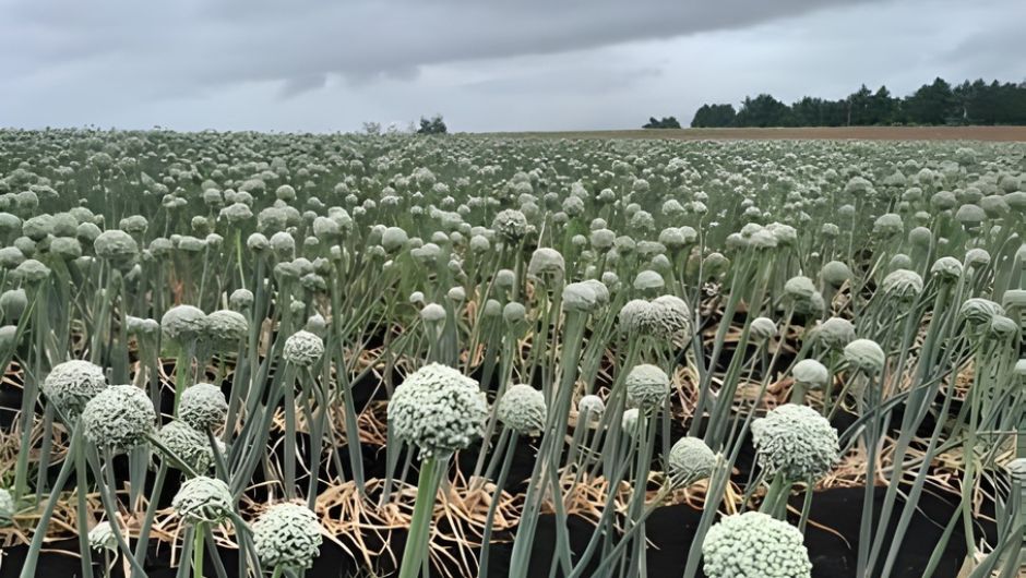 Foto: Celso Girotto&nbsp;