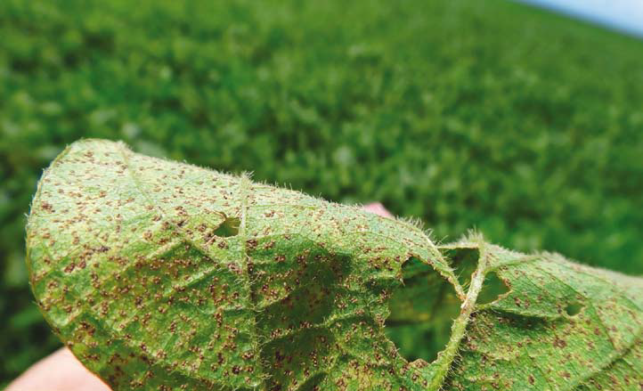 Efeito e importância do uso de fungicidas protetores