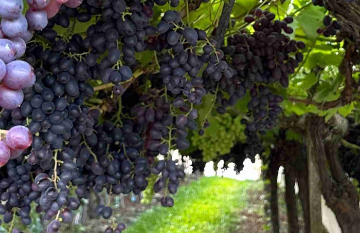 Preço mínimo da uva industrial sobe R$ 1,80 por quilo