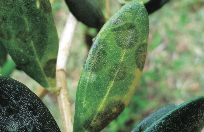 Doenças foliares e de frutos na cultura da oliveira