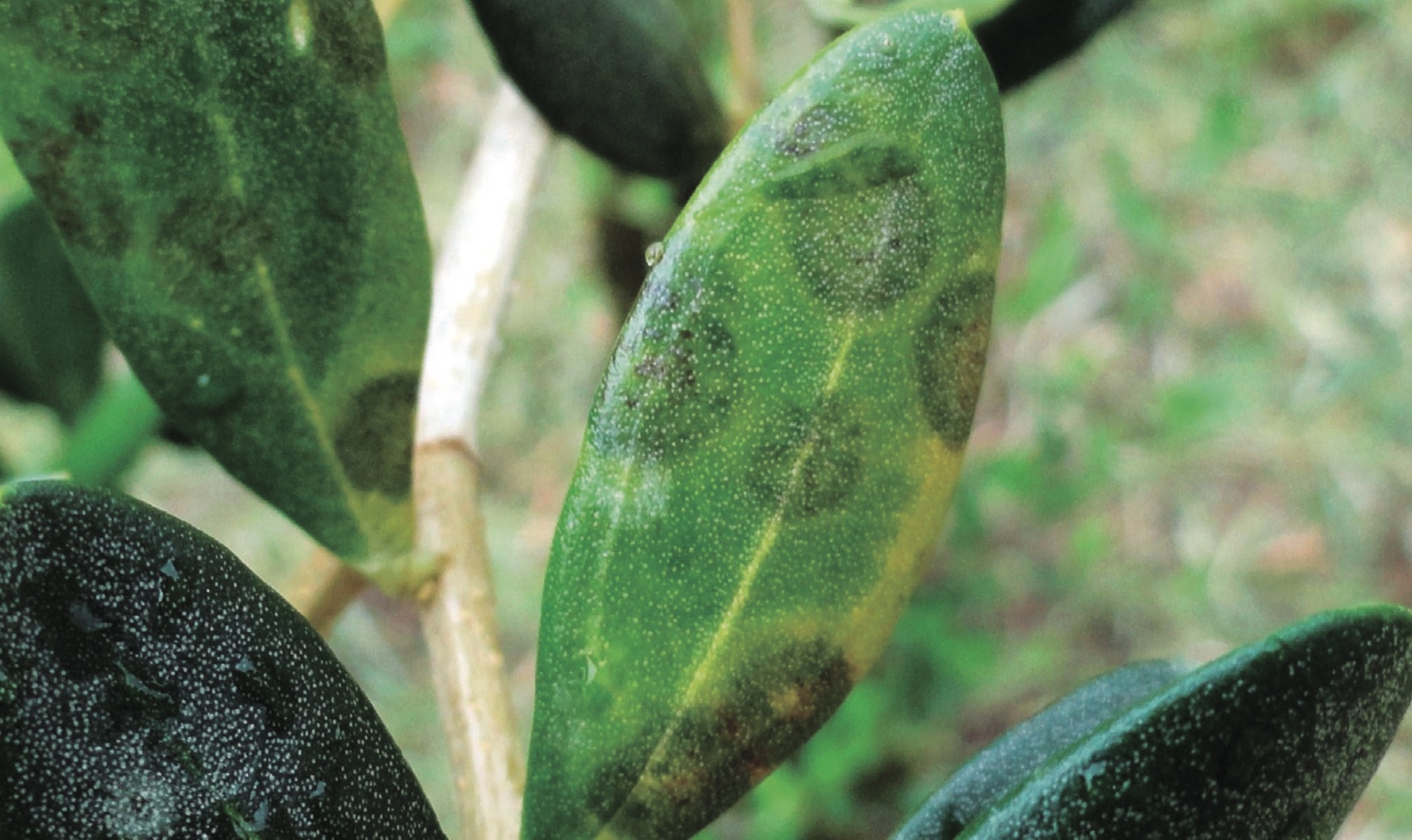 Blatt- und Fruchtkrankheiten im Olivenanbau  Revista Cultivar