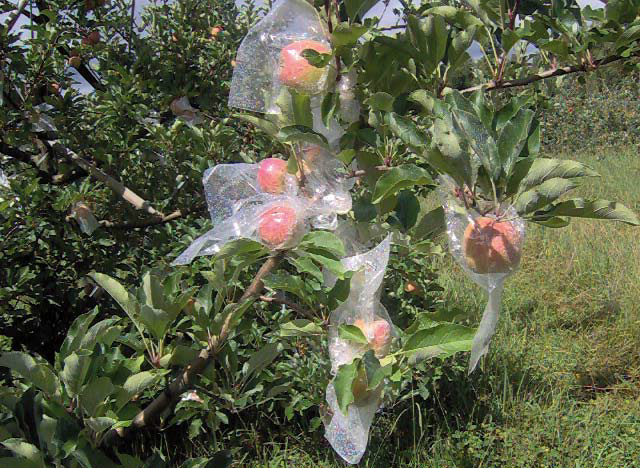 Prejuízos causados pela Mosca-das-frutas-sul-americana na maçã