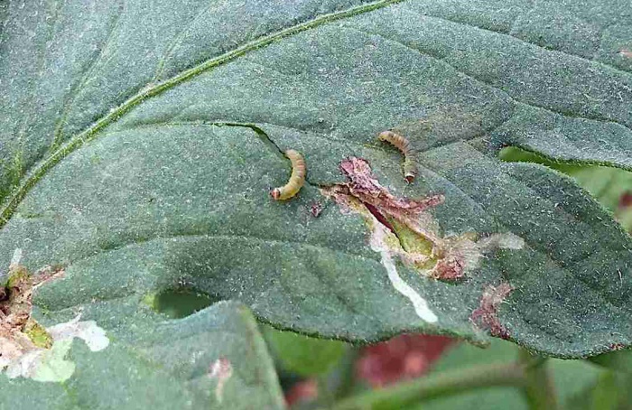 Tuta absoluta amplia presença em campo aberto na Hungria