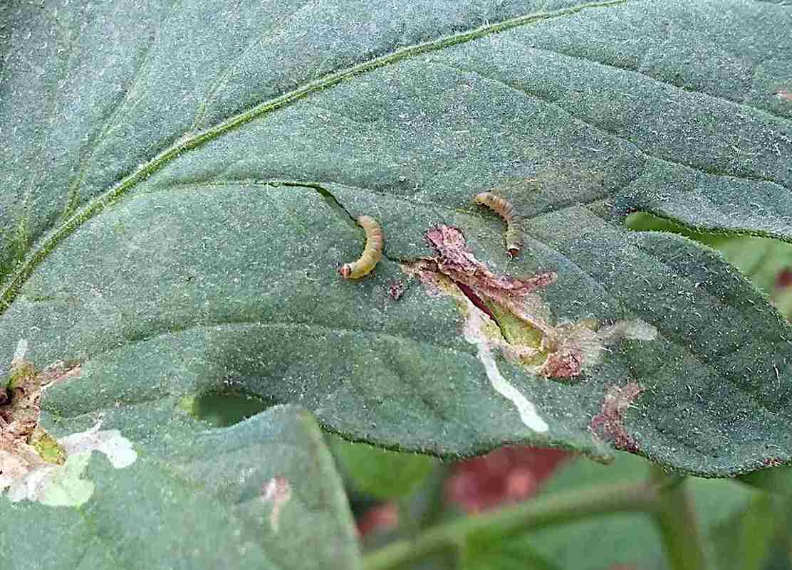 Tuta absoluta amplia presença em campo aberto na Hungria