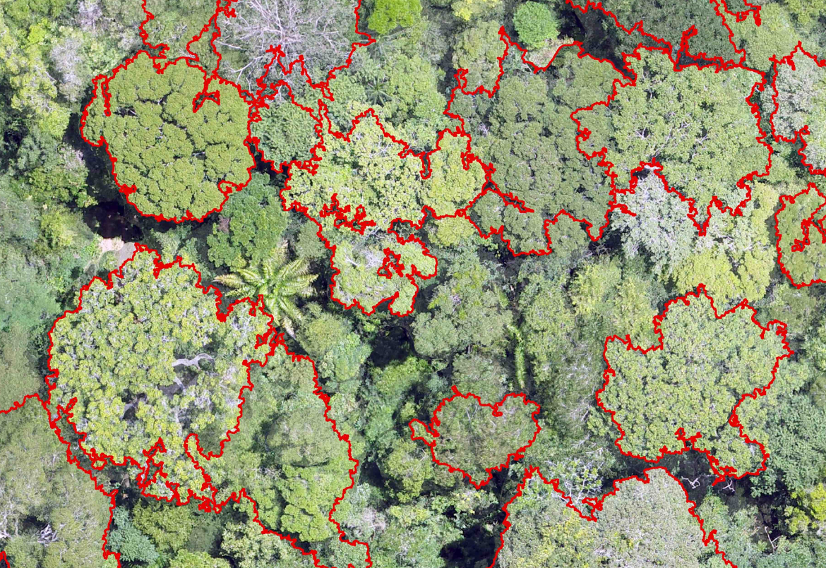 Drones map forests in the Amazon