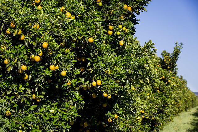 Acordo comercial coma UE deve beneficiar o mercado de suco de laranja