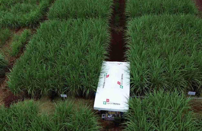 Sipcam Nichino incorpora herbicida Volcane ao portfólio