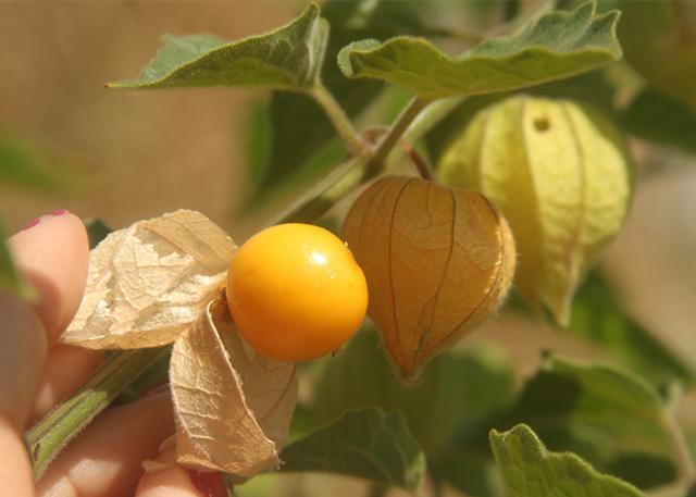 Hortaliça pouco conhecida será alternativa de cultivo para o Cerrado