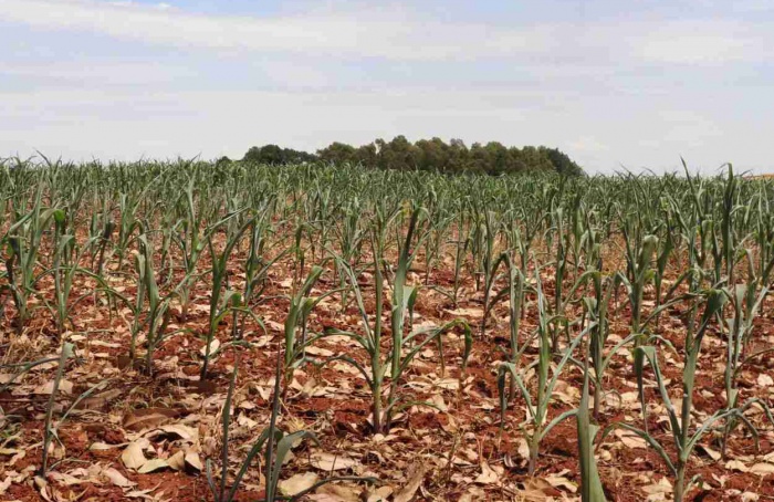 Safras de trigo e milho no Paraná enfrentam desafios climáticos