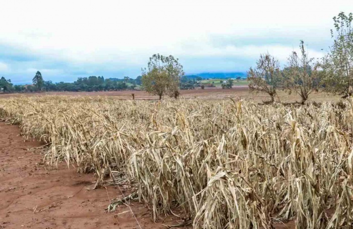 Governo Federal prorroga prazo de solicitação de descontos das dívidas para produtores gaúchos