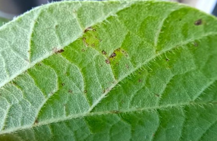 Ferrugem-asiática desafia a produtividade da soja no RS