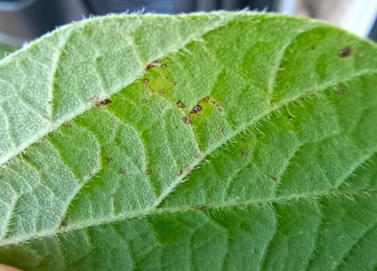 Ferrugem-asiática desafia a produtividade da soja no RS