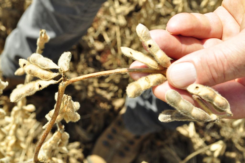 Desafio de Máxima Produtividade de Soja audita mais de 4 mil áreas inscritas