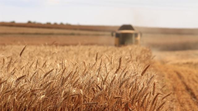 Atenção dos produtores aos desafios fitossanitários do trigo