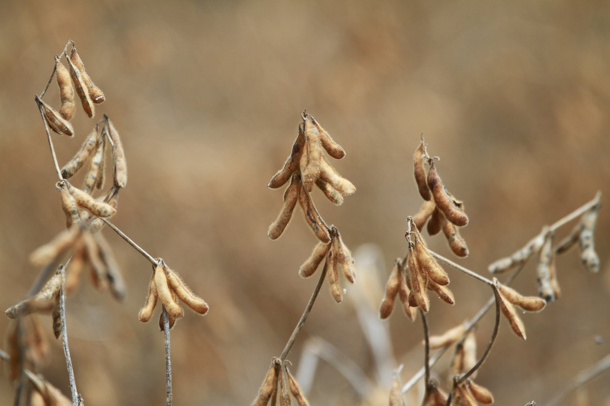 CNA and Mapa discuss revision of the official soybean classification standard