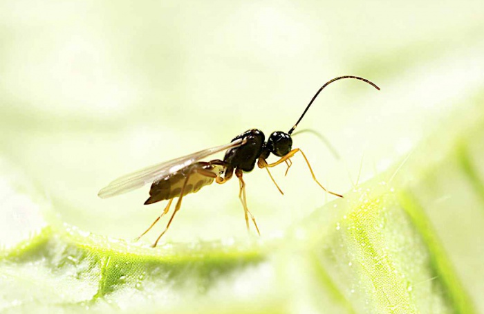 Parasitoide Praon volucre apresenta viés à esquerda no acasalamento