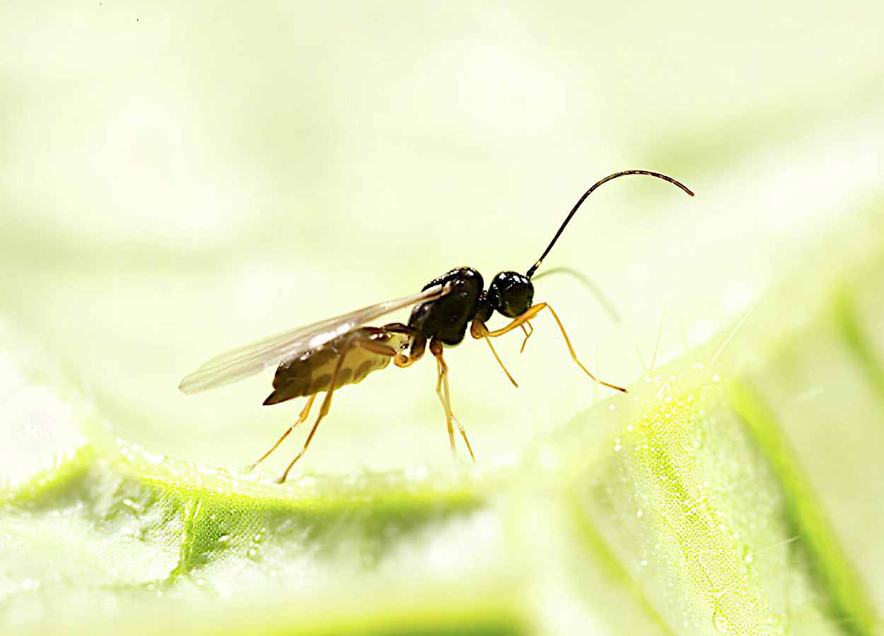 Parasitoide Praon volucre apresenta viés à esquerda no acasalamento