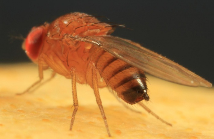Infestação de moscas-das-frutas ameaça pomares no DF