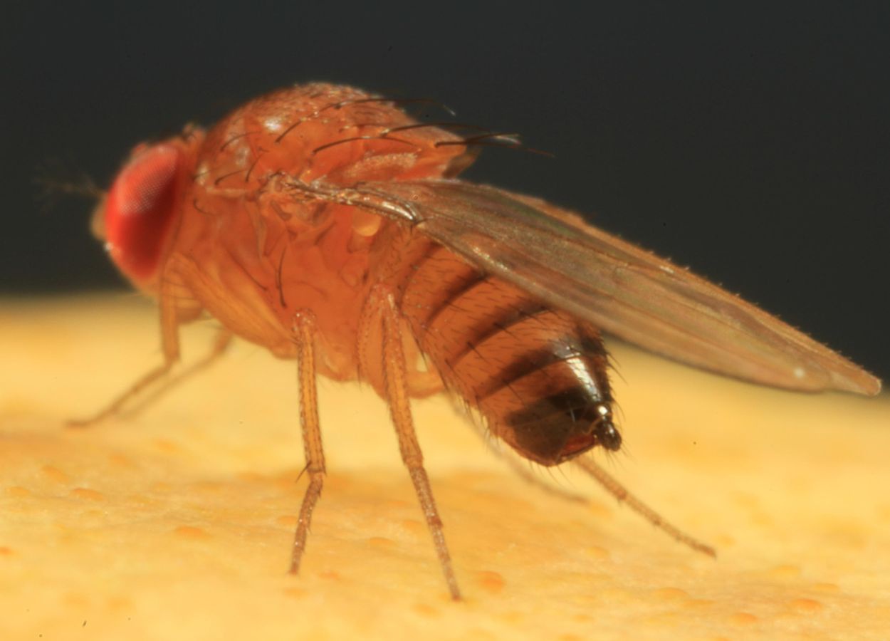 Infestação de moscas-das-frutas ameaça pomares no DF
