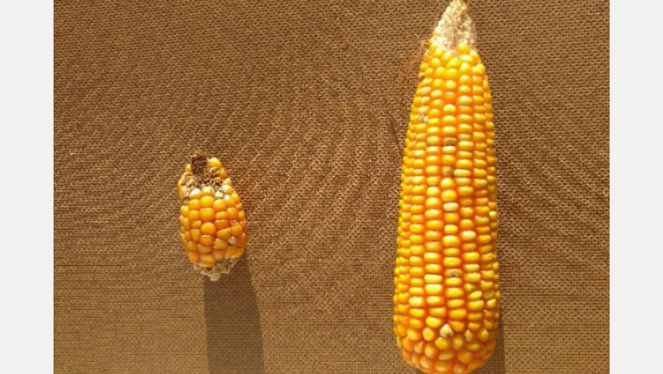 Figura 1: espiga de milho de uma planta com enfezamento (esquerda) e planta sem sintomas (direita); foto: Simone Martins Mendes - Embrapa Milho e Sorgo