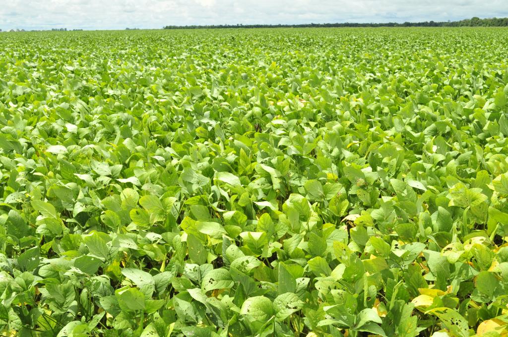Solução de agricultura digital contribui com a otimização das lavouras de soja