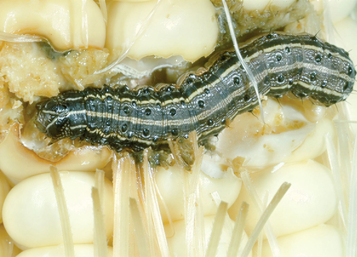 Foto: Phil Sloderbeck, Kansas State University